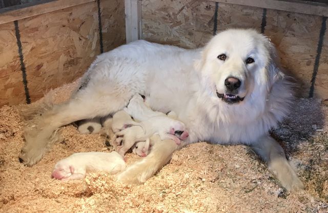 great pyrenees puppies