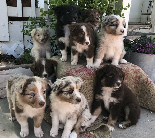 great pyrenees australian shepherd