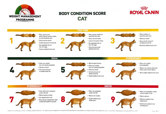 25 Best Pictures Normal Cat Weight Chart : Canadian Guidelines For Body Weight Classification In Adults Quick Reference Tool For Professionals Canada Ca