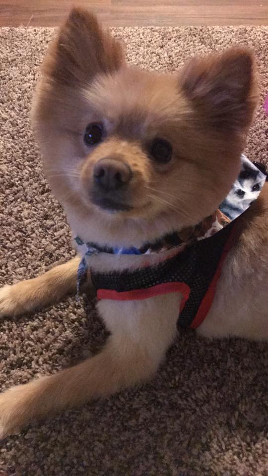 Diva Dogs Pet Grooming