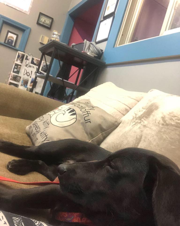 Diva Dogs Pet Grooming