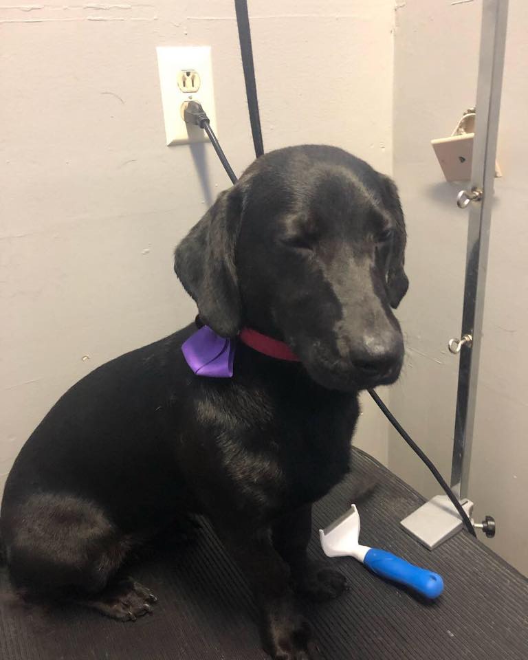 Diva Dogs Pet Grooming