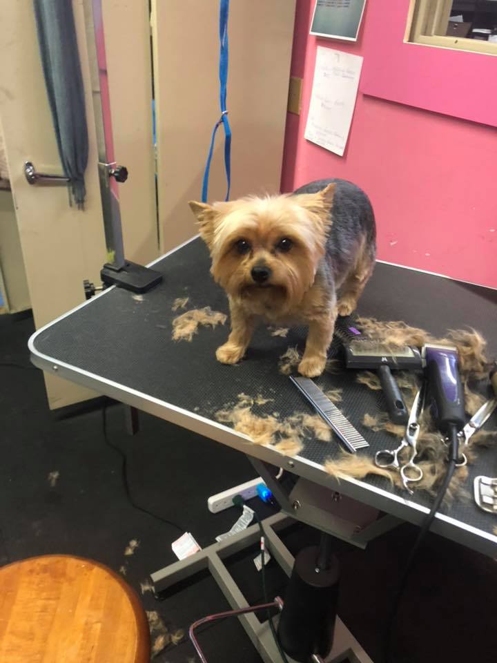 Diva Dogs Pet Grooming