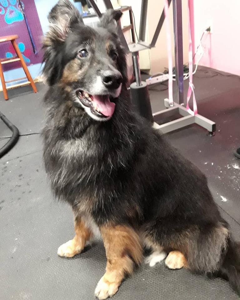 Diva Dogs Pet Grooming