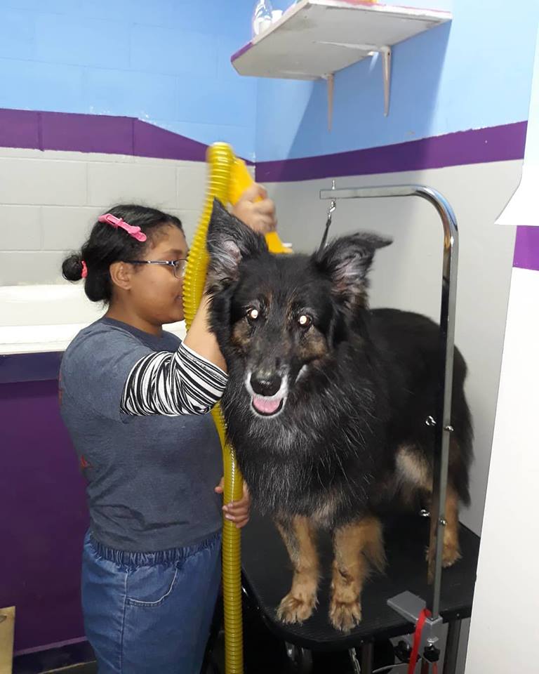 Diva Dogs Pet Grooming