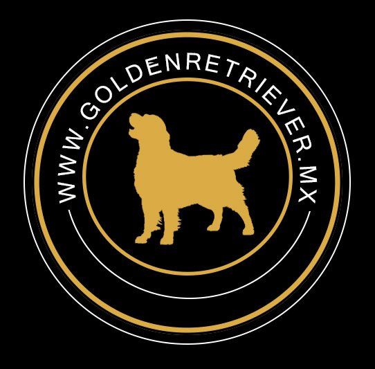 Golden Retriever En Monterrey Criadero Goldenretrievers Mx