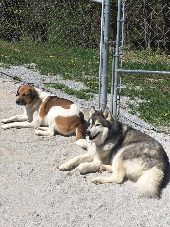 Top of the Hill Kennels Photos