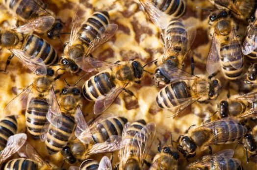 How To Avoid A Bees Nest In Your Garage