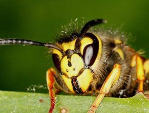 What to do if you’re stung by a wasp