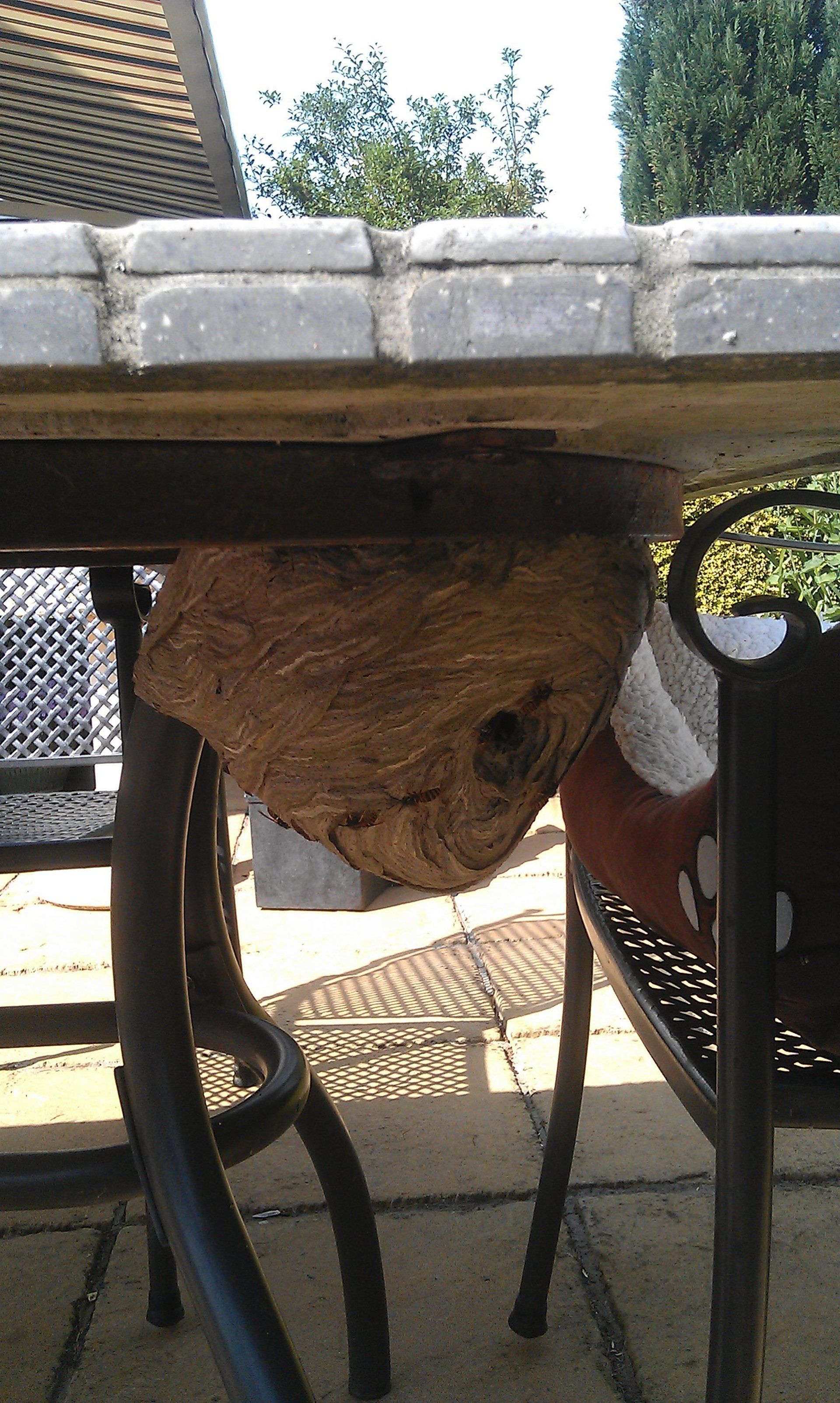 91 best hive images on pinterest bees, sculpture and