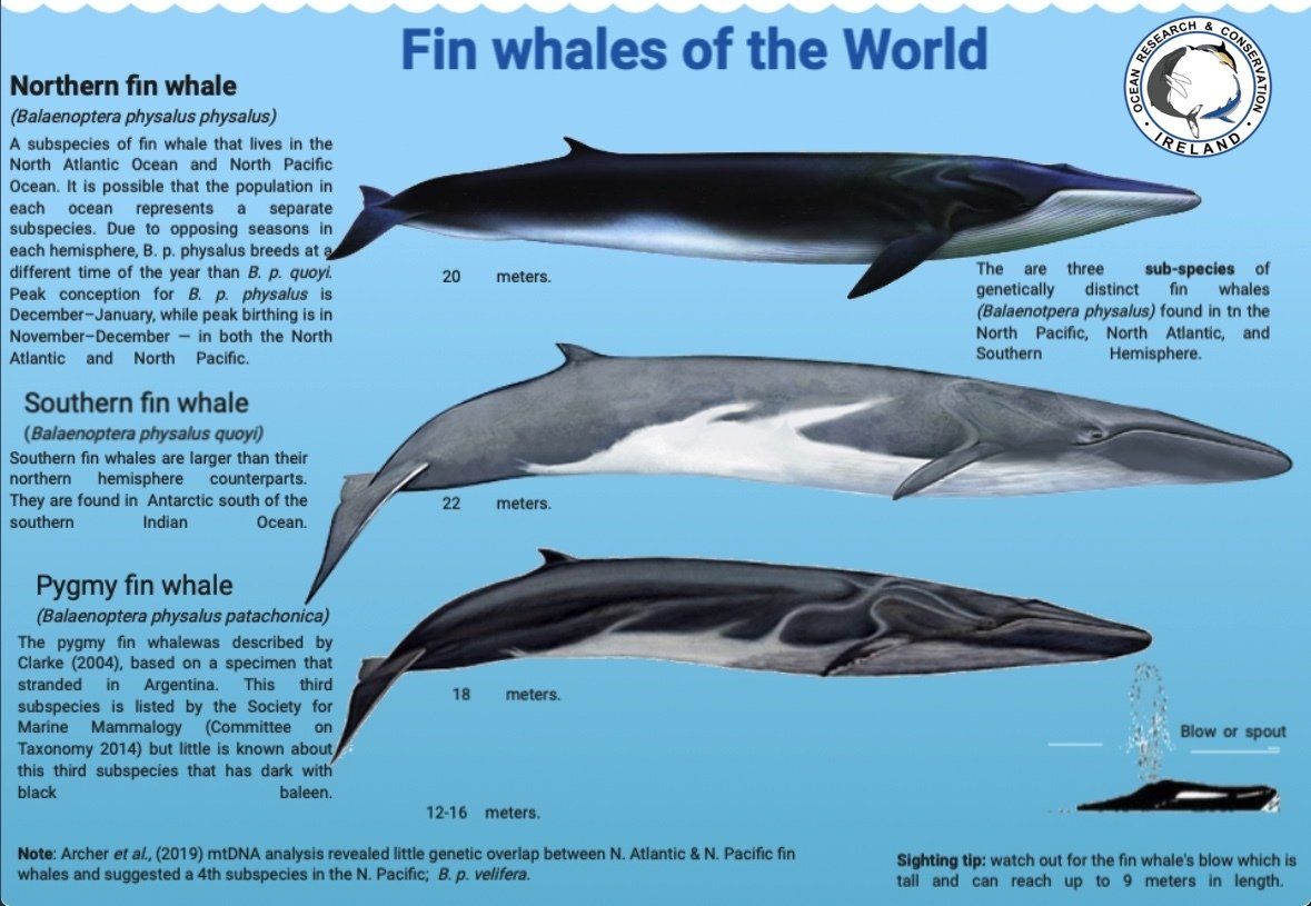 new-fin-whale-subspecies-discovered-in-the-north-pacific-ocean