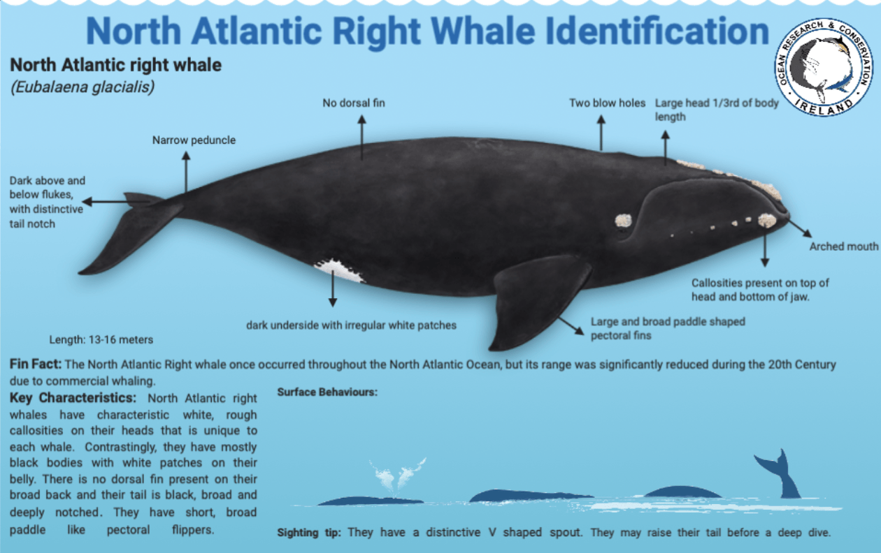 Ocean Research & Conservation Association (ORCAIreland)