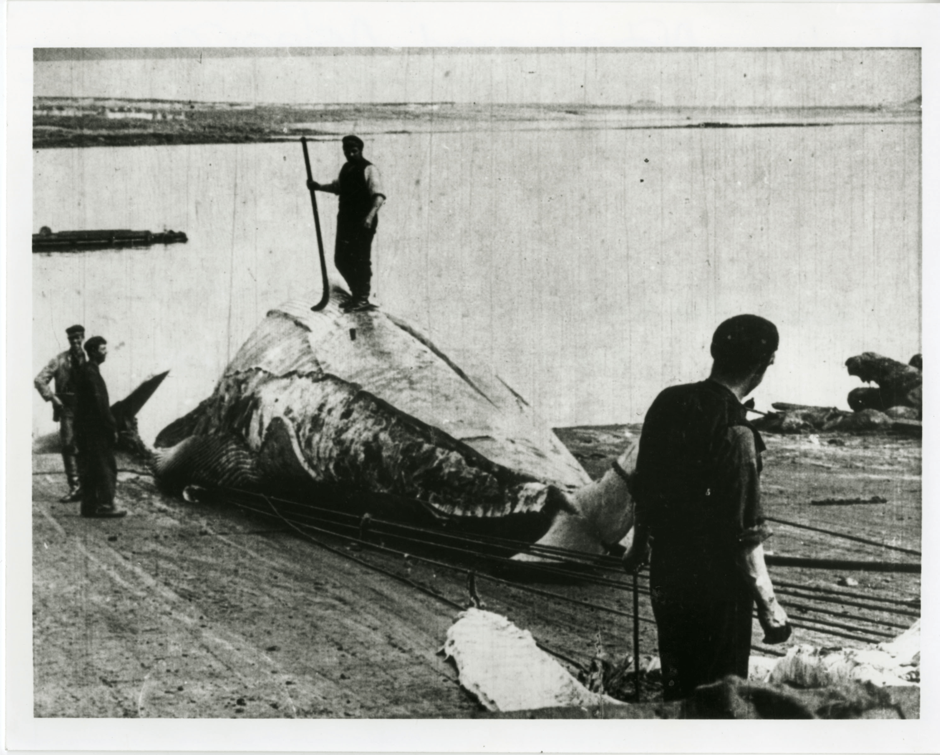 A long history of whales in Irish waters!