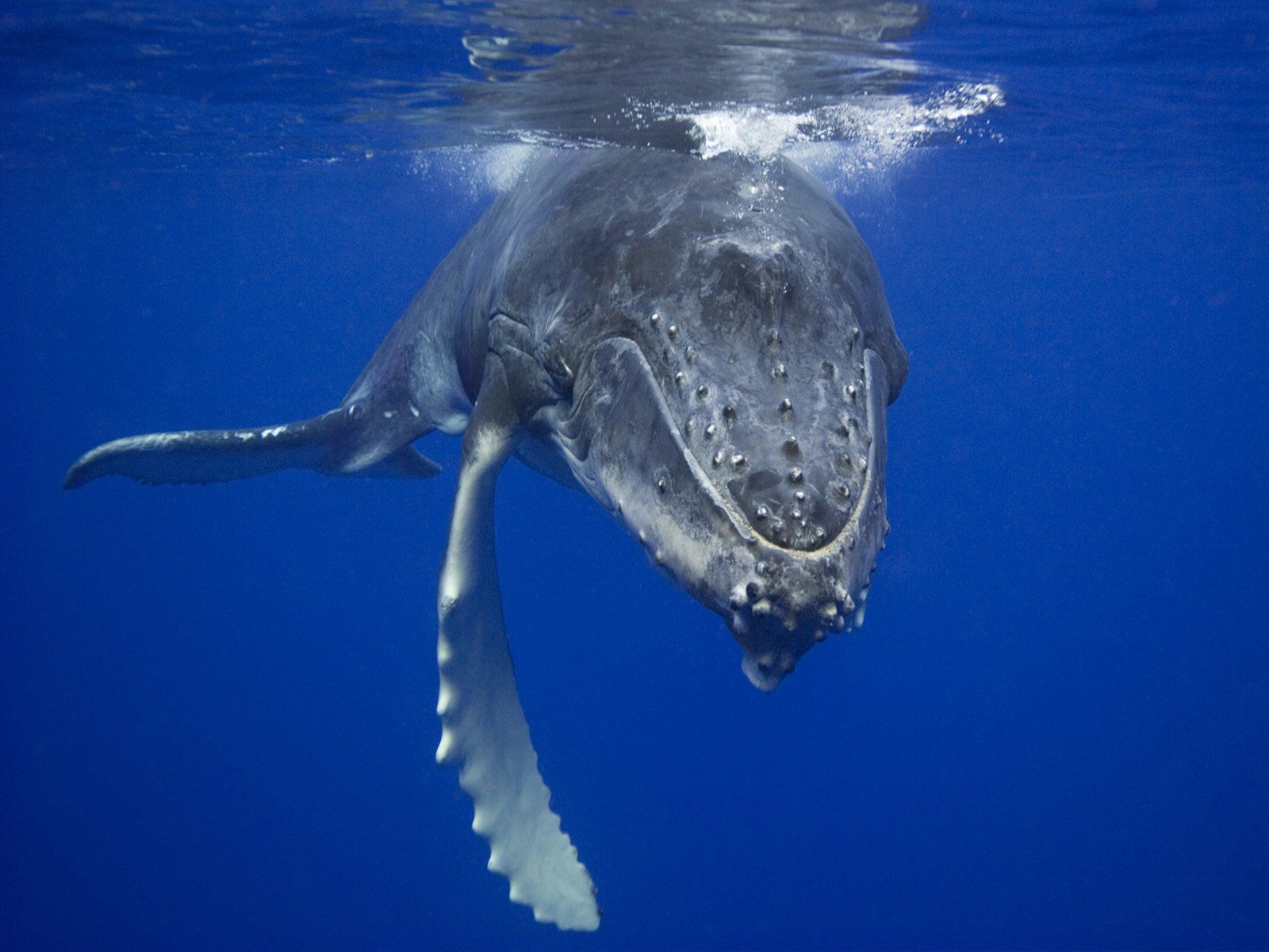 Why do whales sing?