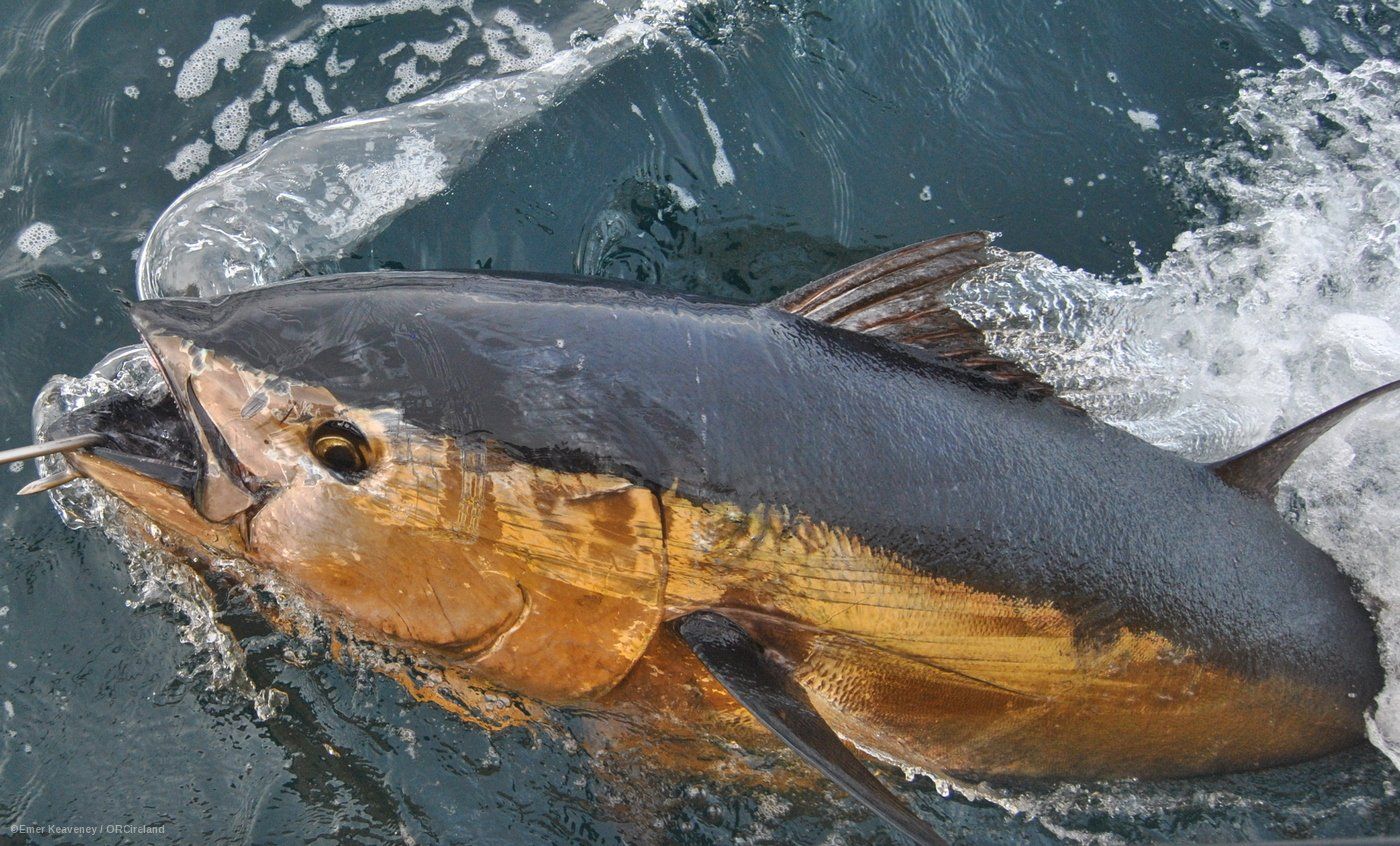 Atlantic bluefin tuna presence around the British Isles has been explained in a new study.