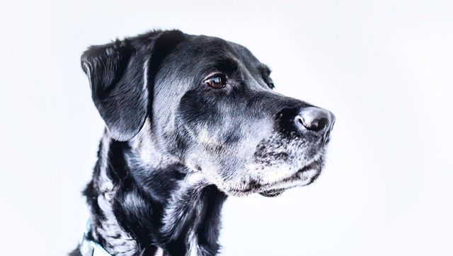 soothing dog's skin from flea bites