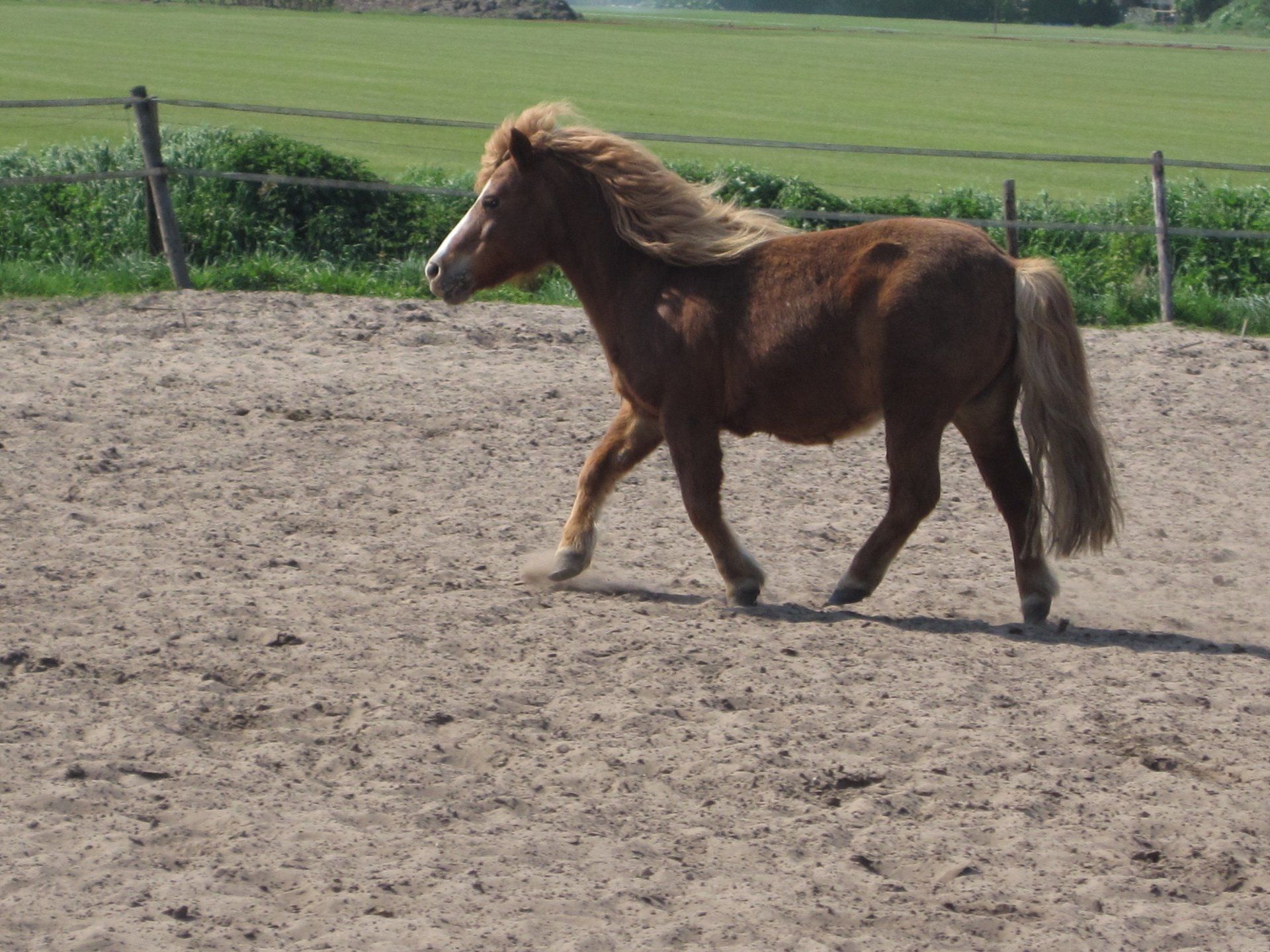 paarden-en-pony-s