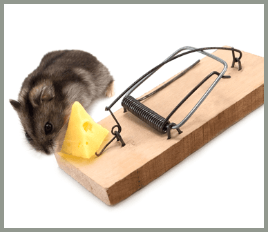 disinfestazione ratti