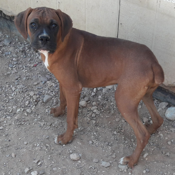 Boxer, puppies, adult dogs, canine rescues,Tucson, AZ