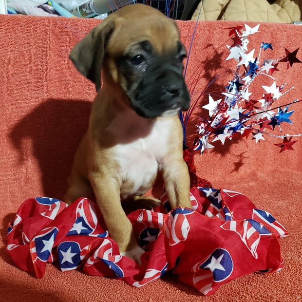 Boxer, Breeding, Puppies, Canine, AKC, CKC , Tucson, AZ