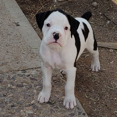 Boxer, Breeding, Puppies, Canine, AKC, CKC , Tucson, AZ