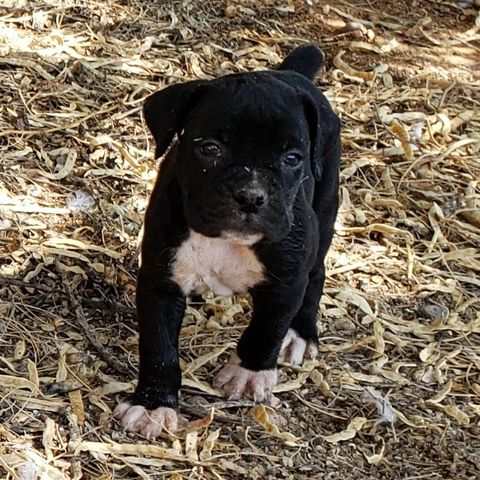 Boxer, Breeding, Puppies, Canine, AKC, CKC , Tucson, AZ