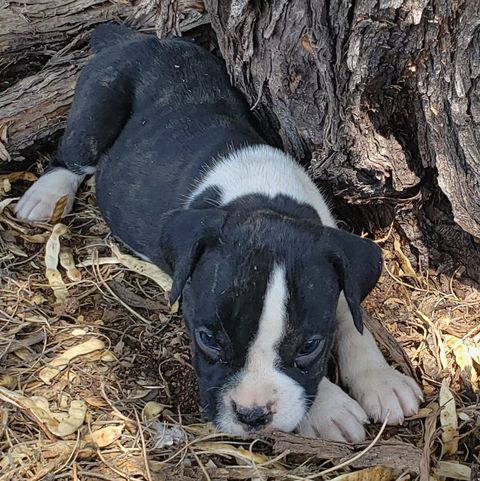 Boxer, Breeding, Puppies, Canine, AKC, CKC , Tucson, AZ