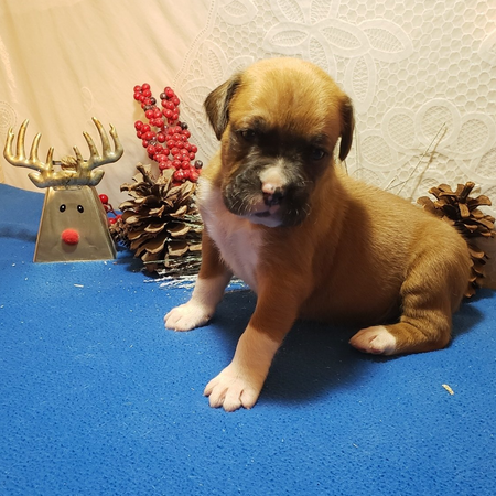 Boxer, Breeding, Puppies, Canine, AKC, CKC , Tucson, AZ