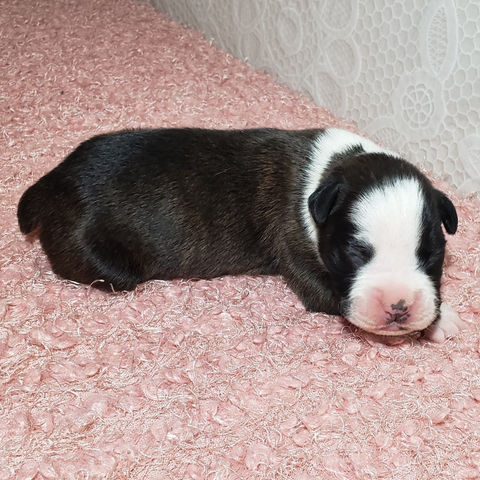 Boxer, Breeding, Puppies, Canine, AKC, CKC , Tucson, AZ