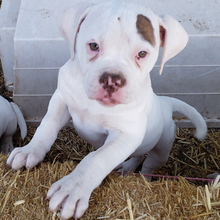 Boxer, puppies, adult dogs, canine rescues,Tucson, AZ