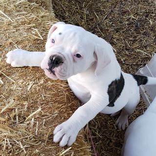 Boxer, puppies, adult dogs, canine rescues,Tucson, AZ