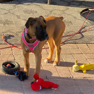 Boxer Puppies Adult Dogs Canine Rescues Tucson Az