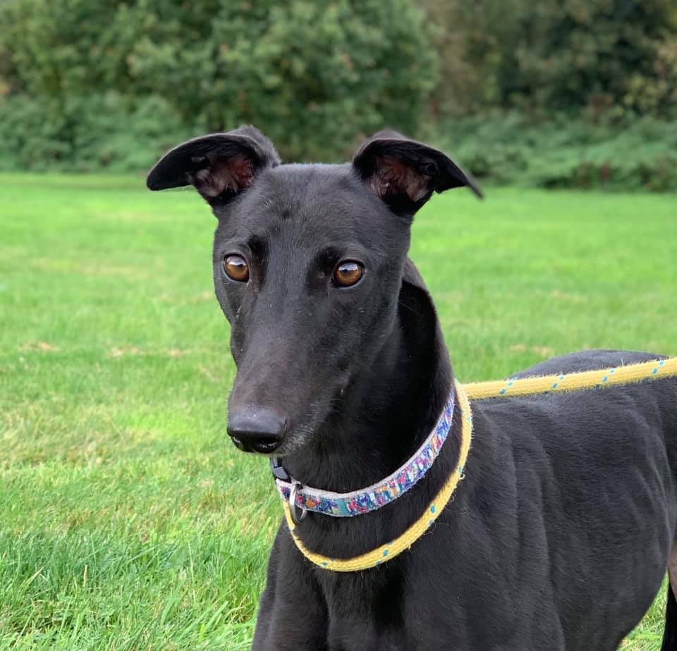 Retired Greyhound Trust Croftview Kennels Kent Adopt a Dog