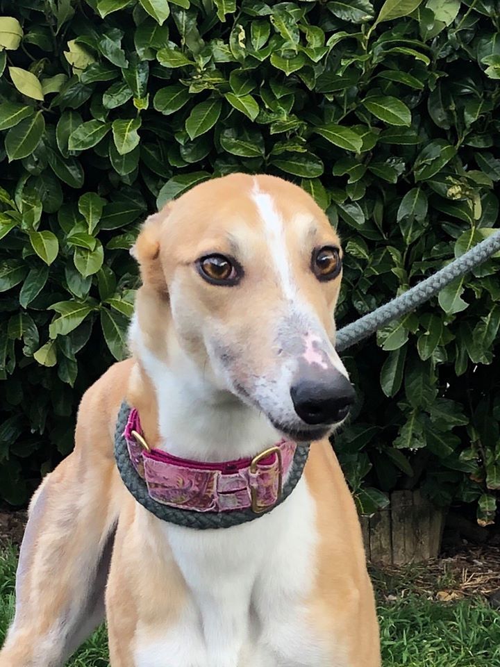 Retired Greyhound Trust Croftview Kennels Kent Greyhound Rehoming