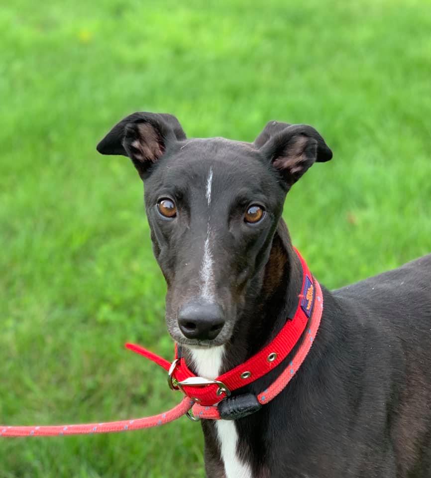 Retired Greyhound Trust Croftview Kennels Kent Greyhound Rehoming