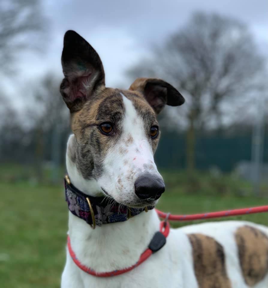 Retired Greyhound Trust Croftview Kennels Kent Adopt a Dog