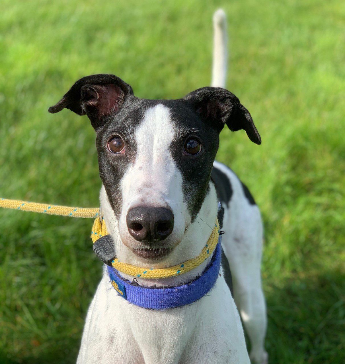 Retired Greyhound Trust Croftview Kennels Kent Adopt a Dog