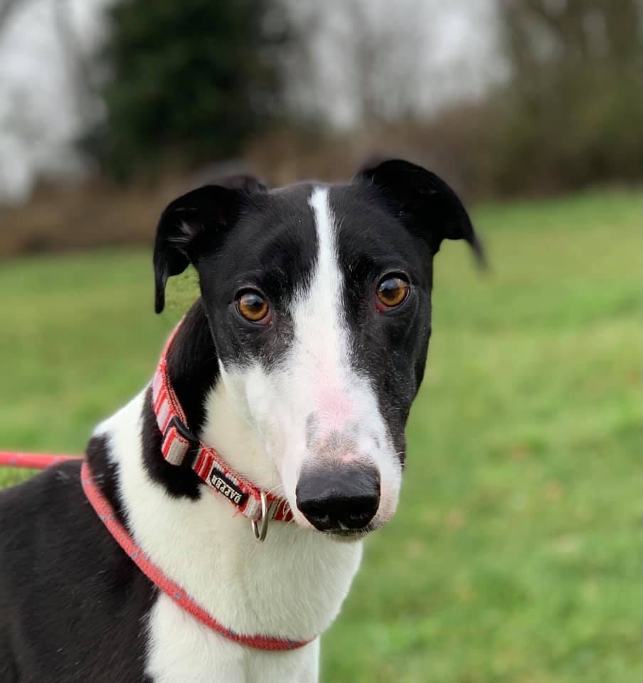 Retired Greyhound Trust Croftview Kennels Kent Adopt a Dog