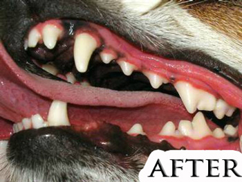 low cost dental cleaning for dogs