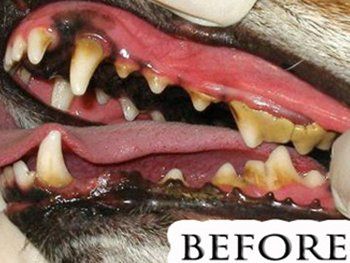 low cost dental cleaning for dogs