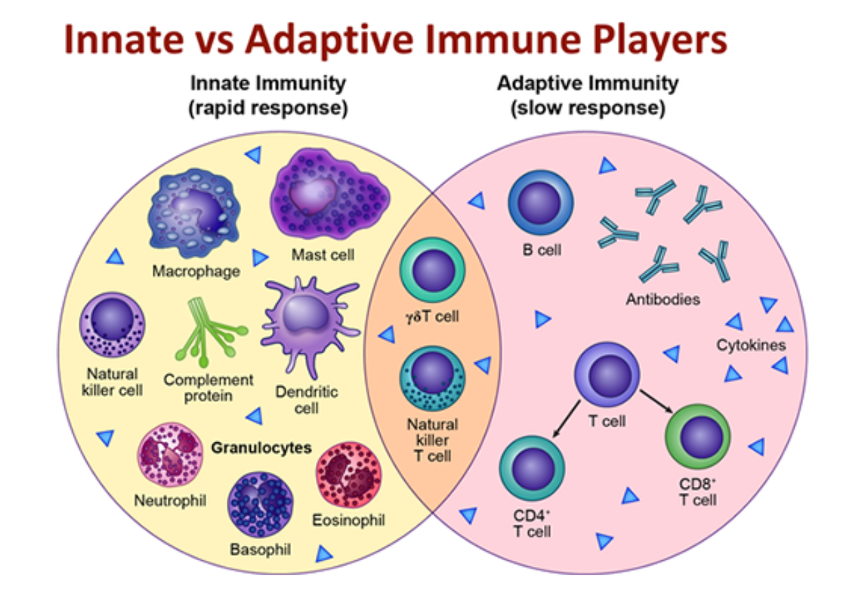 Innate Vs Acquired/Adaptive