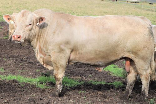 Glenlea Beef - Guyra, NSW - Stock For Sale