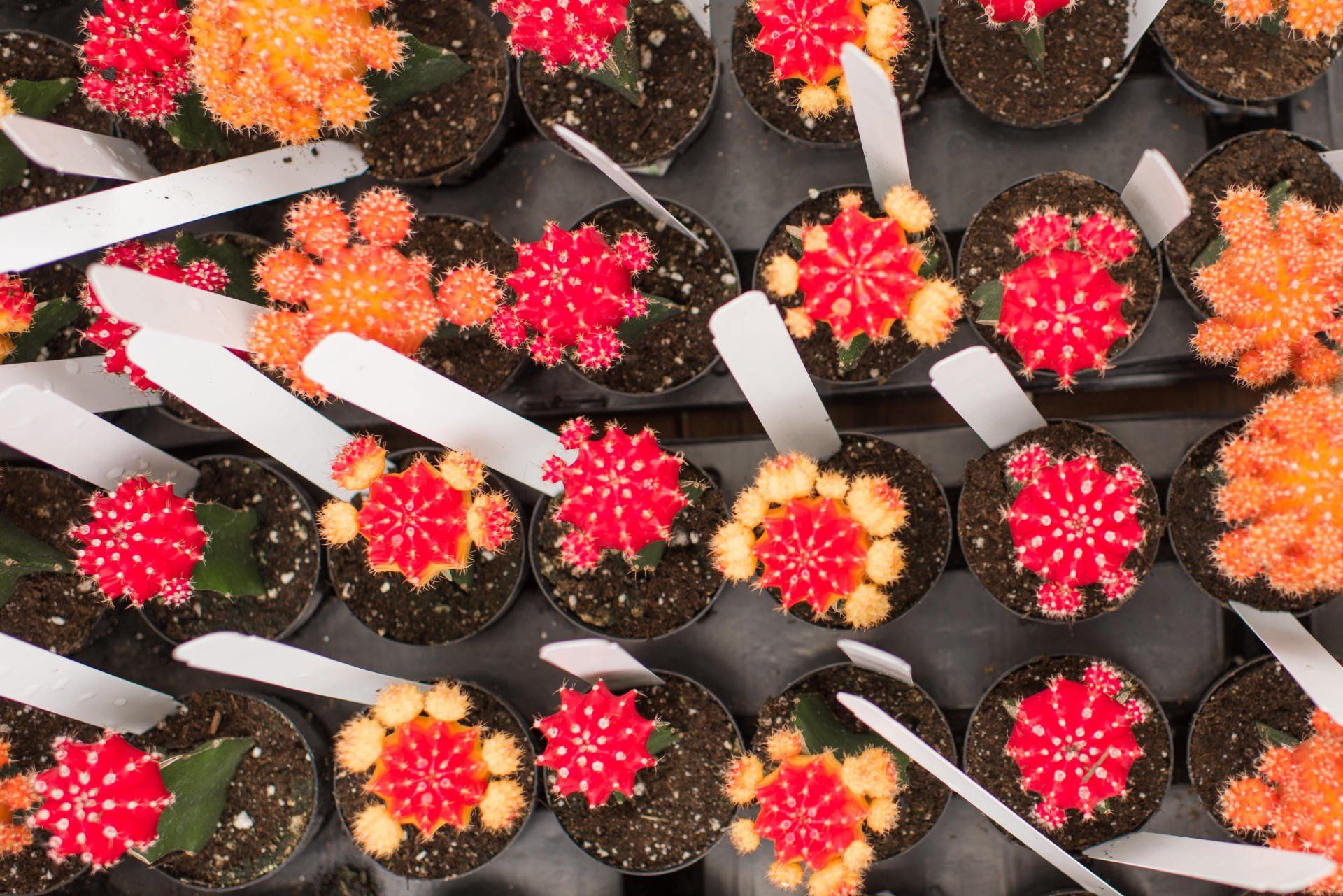 Sprague’s Nursery & Garden Center Plant Nursery Bangor, ME