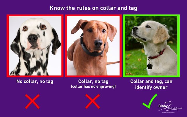 Four Fined For Dog Identification Offences
