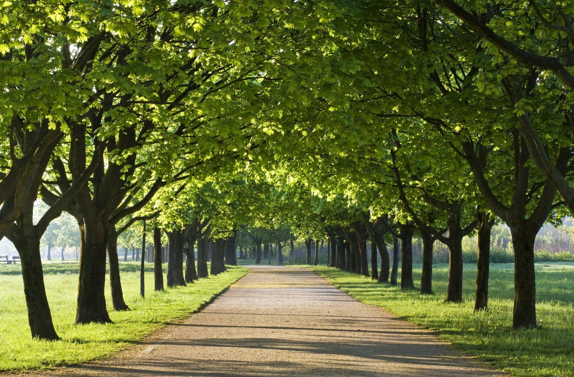 tree cutting service in waterbury ct