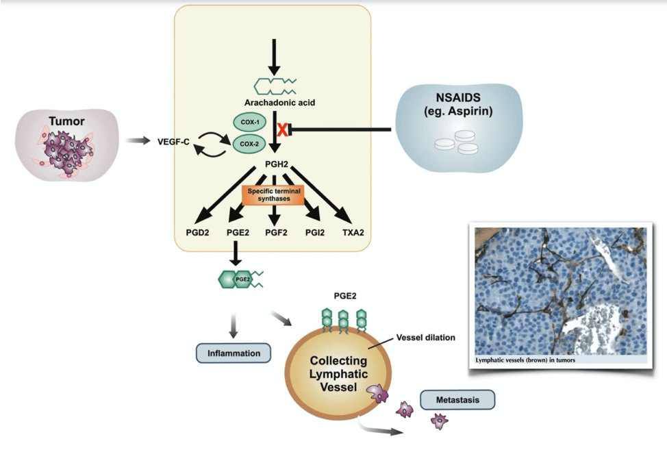 Studies Reveal that the Aspirin in Plants has a Potent Anticancer Effect