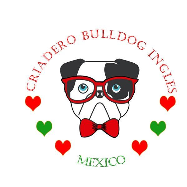 Bulldog Ingles En Venta Criadero De Bulldogs Mexico