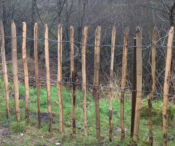 Rustic chestnut fencing in Glasgow