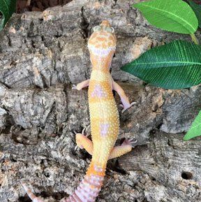 Pet reptiles for sale in Nuneaton