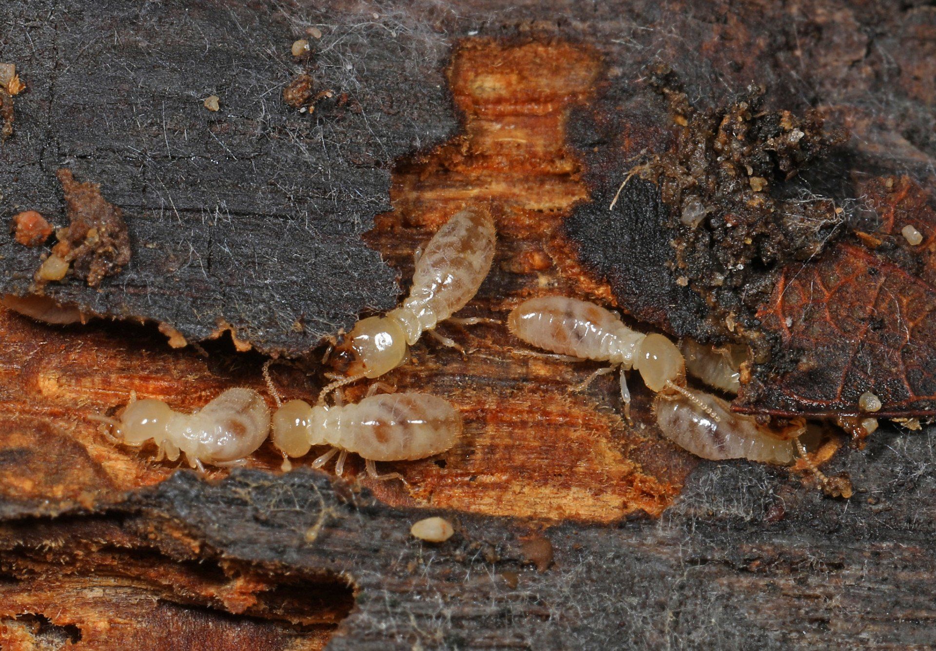 Eastern Subterranean Termites